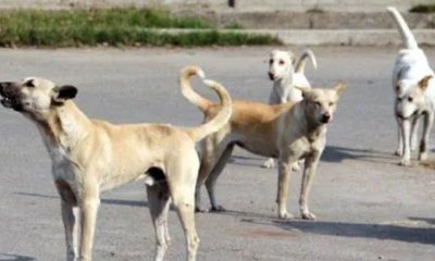 ಶಾಲಾ ಆವರಣದಲ್ಲೇ ಮಗುವಿನ ಮೇಲೆ ಬೀದಿ ನಾಯಿಗಳ ದಾಳಿ