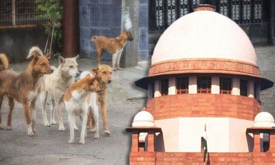 ಬೀದಿ ನಾಯಿಗಳಿಗೆ ಆಹಾರ ನೀಡುವವರಿಗೆ ಸುಪ್ರೀಂ ತರಾಟೆ