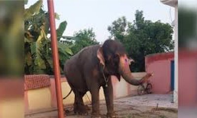 ಆನೆಯನ್ನೇ ಕದ್ದ ಮಾವುತ... ತನಿಖೆ ವೇಳೆ ಬಯಲಾಯ್ತು ಶಾಕಿಂಗ್‌ ಸಂಗತಿ!