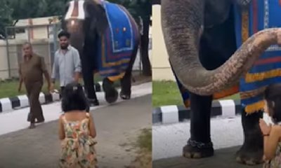 ಪುಟ್ಟ ಬಾಲಕಿಗೆ ಸೊಂಡಿಲೆತ್ತಿ ಆಶೀರ್ವದಿಸಿದ ಆನೆ; ವಿಡಿಯೊ ನೋಡಿ