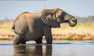 ಆನೆಯ ಬೆನ್ನೇರಿ ಪ್ರವಾಹದಿಂದ ಪಾರಾದ ಹುಲಿ: ವಿಡಿಯೊ ಇಲ್ಲಿದೆ!