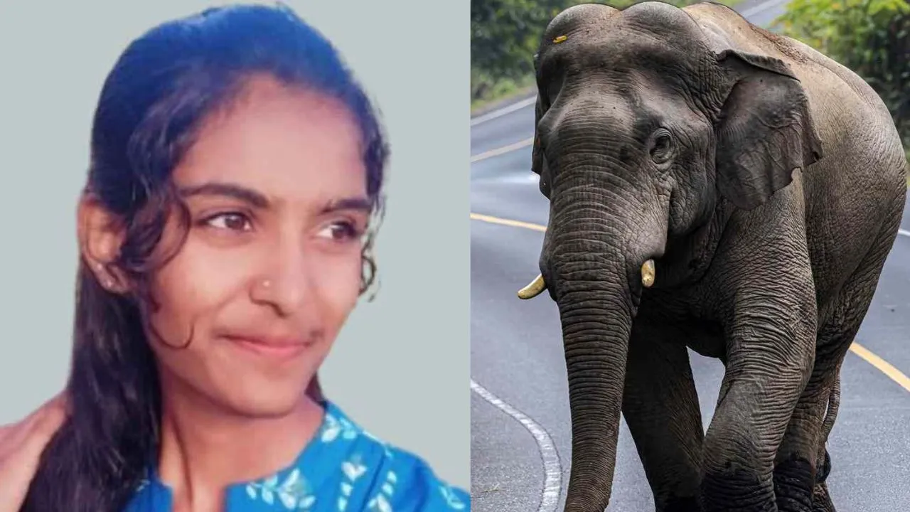 Elephant attack in Madikeri: ಮಡಿಕೇರಿಯಲ್ಲಿ ಆನೆ ದಾಳಿಯಿಂದ ಪ್ರಥಮ ಪಿಯುಸಿ ವಿದ್ಯಾರ್ಥಿನಿ ಸಾವು