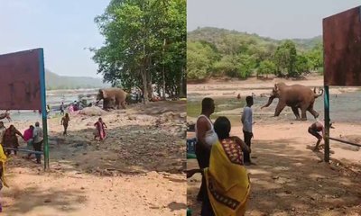 ಮೇಕೆದಾಟು ಬಳಿ ಪ್ರವಾಸಿಗರ ಮೇಲೆ ನುಗ್ಗಿಬಂದ ಕಾಡಾನೆ, ಮಹಿಳೆಗೆ ಗಾಯ