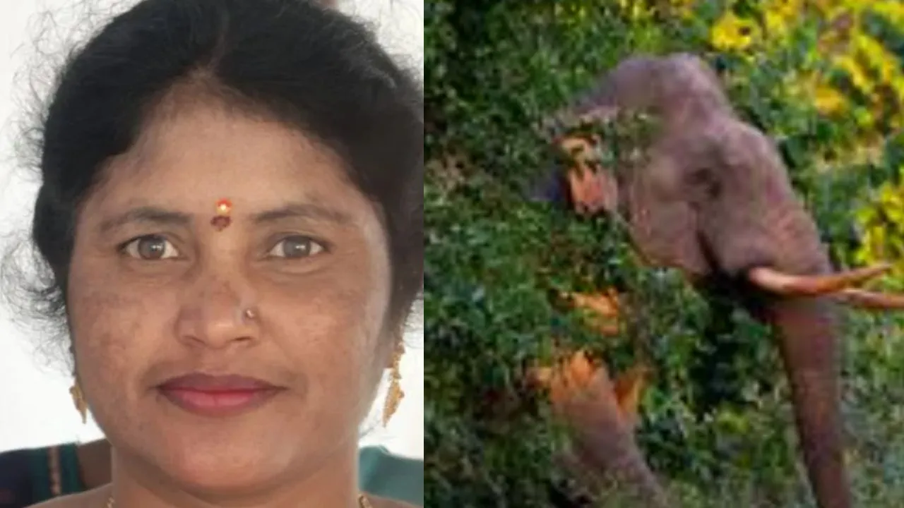 ಹಾಸನದಲ್ಲಿ ಮಹಿಳೆಯನ್ನು ಬೆನ್ನಟ್ಟಿ ತುಳಿದು ಕೊಂದ ಕಾಡಾನೆ