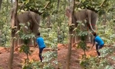 ಮೋಜಿಗಾಗಿ ಆನೆ ಬಾಲ ಎಳೆದು, ಕಲ್ಲೆಸೆದ ಜನ