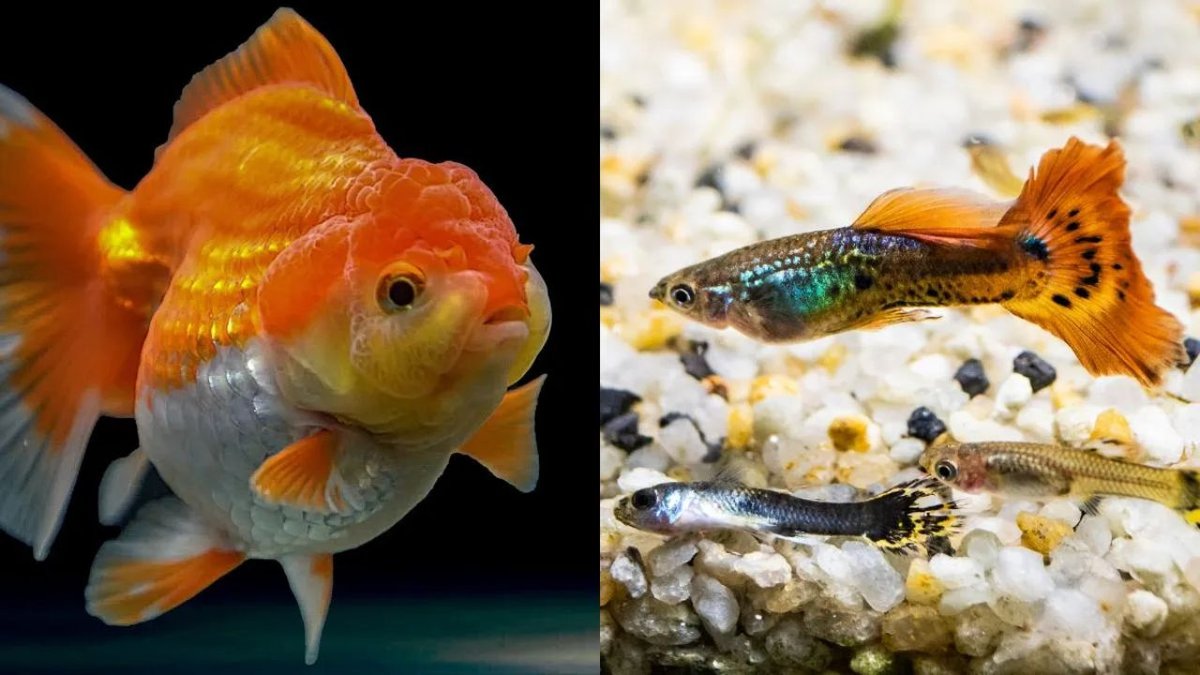 fish1