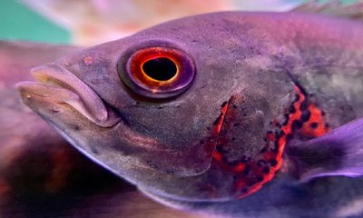 Dr N Someshwara Column: ಹುಟ್ಟು, ಸಾವು ಮತ್ತು ಚಿರಂಜೀವತ್ವ !