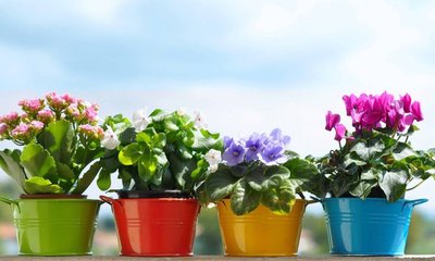 ಪ್ರಧಾನಿ ಸ್ವಾಗತಿಸಲು ಅಳವಡಿಸಿದ್ದ ಹೂಕುಂಡ ಕದ್ದೊಯ್ದ ಜನ