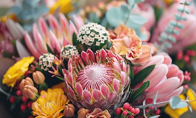 Vishweshwar Bhat Column: ಪ್ರೋಟಿಯಾ ಎಂಬ ಹೂವಿನ ಕುರಿತು