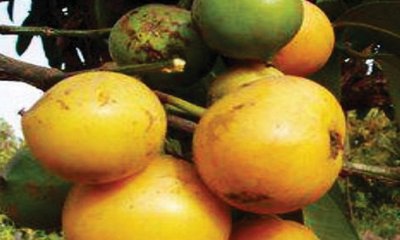 ಬಹೂಪಯೋಗಿ ಜಾರಿಗೆ ಹಣ್ಣು