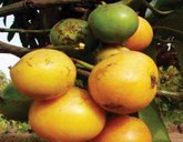 ಬಹೂಪಯೋಗಿ ಜಾರಿಗೆ ಹಣ್ಣು