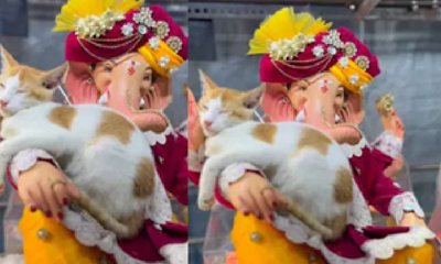 ಗಣೇಶನ ತೋಳಿನ ಮೇಲೆ ನಿದ್ದೆಗೆ ಜಾರಿದ ಬೆಕ್ಕು
