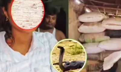 ಬಾಲಕಿಯೊಬ್ಬಳಿಗೆ 40 ದಿನಗಳಲ್ಲಿ 13 ಬಾರಿ ಹಾವು ಕಡಿತ