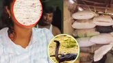 ಬಾಲಕಿಯೊಬ್ಬಳಿಗೆ 40 ದಿನಗಳಲ್ಲಿ 13 ಬಾರಿ ಹಾವು ಕಡಿತ