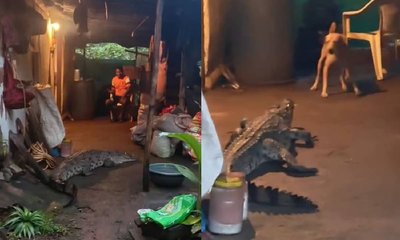ಗೋವಾದಲ್ಲಿ ಮನೆ ಅಂಗಳಕ್ಕೆ ನುಗ್ಗಿದ ದೈತ್ಯ ಮೊಸಳೆ: ಭಯಾನಕ ವಿಡಿಯೊ!