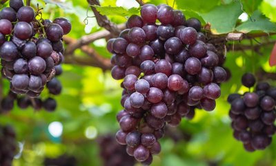 ಬೇಸಿಗೆಯಲ್ಲಿ ದ್ರಾಕ್ಷಿ ಸವಿದರೆ ಲಾಭವೇನು ಗೊತ್ತೆ?