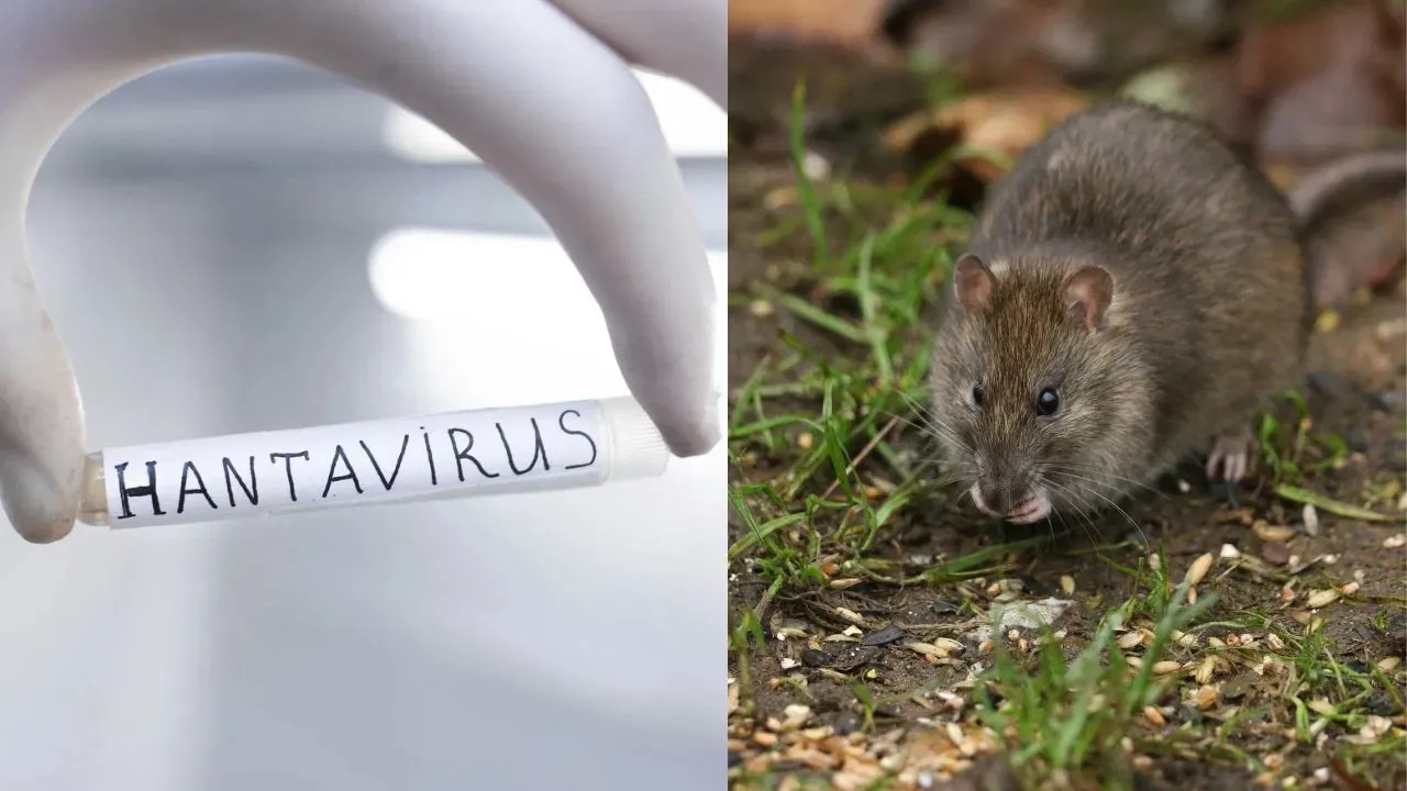 hantavirus ಒಕ