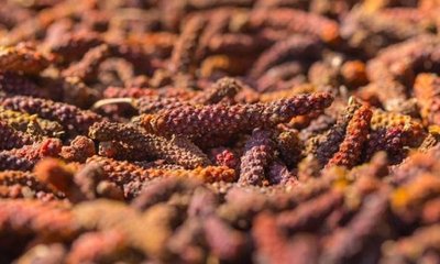 ಹಿಪ್ಪಲಿ ಬಳಕೆಯಿಂದ ಈ ಆರೋಗ್ಯ ಲಾಭ ಸಿಗಲಿದೆ