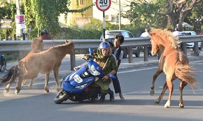 ಸ್ಕೂಟರ್‌ನಲ್ಲಿ ಪ್ರಯಾಣಿಸುತ್ತಿದ್ದ ಮಹಿಳೆಗೆ ಕುದುರೆ ಡಿಕ್ಕಿ