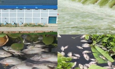 ಕಂದವಾರ ಕೆರೆಯಲ್ಲಿ ಮೀನುಗಳ ಮಾರಣಹೋಮ