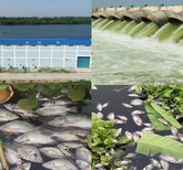 ಕಂದವಾರ ಕೆರೆಯಲ್ಲಿ ಮೀನುಗಳ ಮಾರಣಹೋಮ