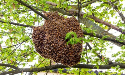 ರಂಜಾನ್ ನಮಾಜ್‌ ವೇಳೆ ಹೆಜ್ಜೇನು ದಾಳಿ; 25 ಮಂದಿಗೆ ಗಾಯ