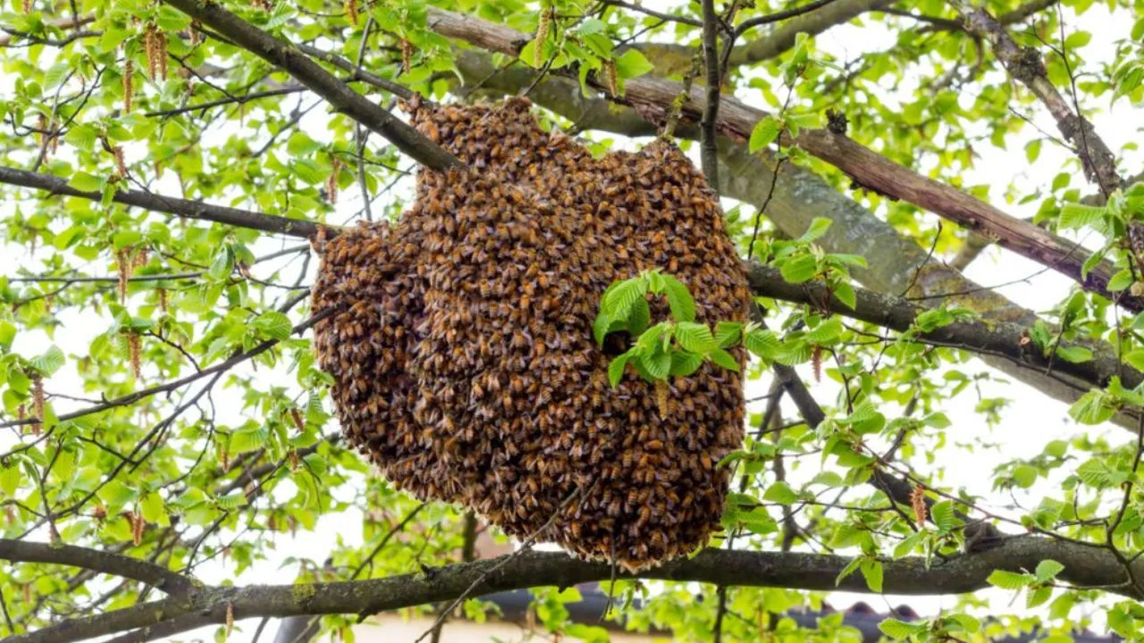 ದಾವಣಗೆರೆಯಲ್ಲಿ ರಂಜಾನ್‌ ನಮಾಜ್‌ ವೇಳೆ ಹೆಜ್ಜೇನು ದಾಳಿ; 25ಕ್ಕೂ ಹೆಚ್ಚು ಮಂದಿಗೆ ಗಾಯ