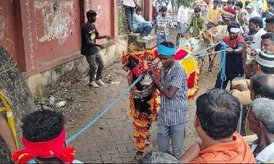 ದೀಪಾವಳಿ ಹಬ್ಬದ ನಡುವೆ ದುರಂತ, ಕೊಬ್ಬರಿ ಹೋರಿ ತಿವಿತಕ್ಕೆ ಮೂವರು ಬಲಿ