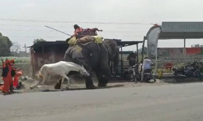 ಆನೆಯ ಮೇಲೆ ಕುದುರೆಗ್ಯಾಕೆ ಈ ಪರಿ ಸಿಟ್ಟು? ವಿಡಿಯೊ ನೋಡಿ