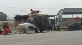 ಆನೆಯ ಮೇಲೆ ಕುದುರೆಗ್ಯಾಕೆ ಈ ಪರಿ ಸಿಟ್ಟು? ವಿಡಿಯೊ ನೋಡಿ