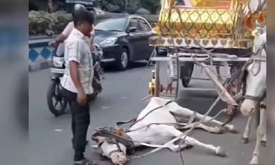 ಬಿಸಿಲಿನ ತಾಪಕ್ಕೆ ಕುಸಿದು ಬಿದ್ದ ಕುದುರೆ; ಕೊನೆಗೆ ಆಗಿದ್ದೇನು?