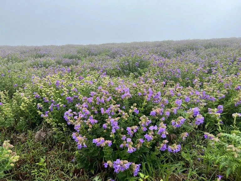 ಮುಳ್ಳಯ್ಯನಗಿರಿಯಲ್ಲಿ ನೀಲಿ ಹೂಗಳ ನರ್ತನ !