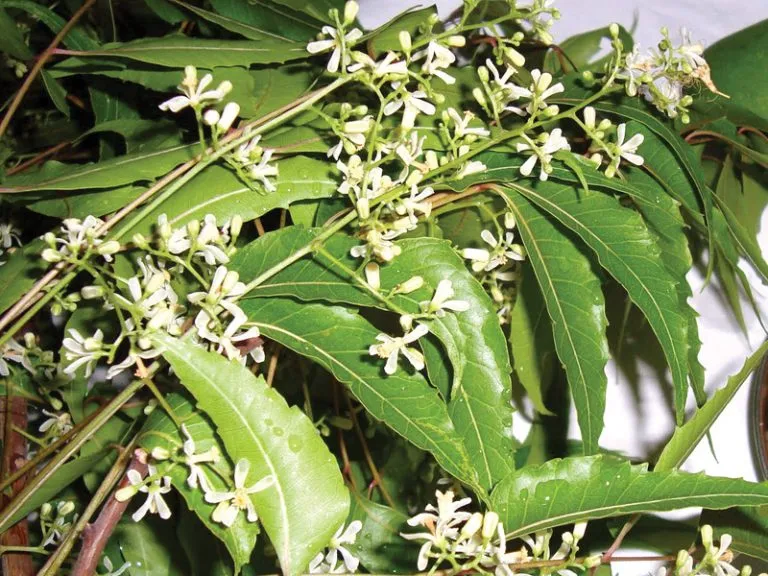 ಯುಗಾದಿ - ಪ್ರಕೃತಿಯೇ ಹೊಸತನಕೆ ಬರೆವ ಮುನ್ನುಡಿ