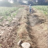 ಕಾಲುವೆಗಳಲ್ಲಿ ತುಂಬಿದ ಹೂಳು, ಕೇಳುವವರಿಲ್ಲ ರೈತರ ಗೋಳು