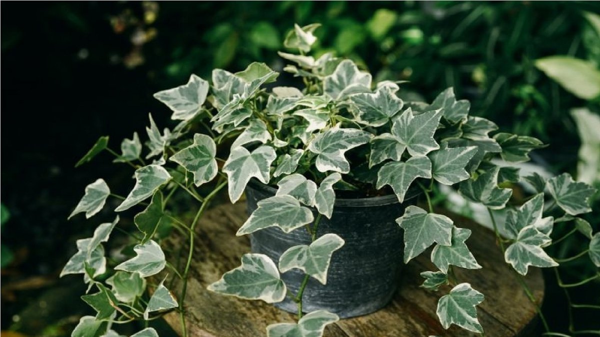 ivy