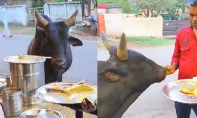 ಹಸುವಿಗೆ ತಾಜಾ ದೋಸೆ ಬಡಿಸುವ ಬೀದಿ ಬದಿ ವ್ಯಾಪಾರಿ: ವಿಡಿಯೊ ಇಲ್ಲಿದೆ