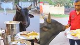 ಹಸುವಿಗೆ ತಾಜಾ ದೋಸೆ ಬಡಿಸುವ ಬೀದಿ ಬದಿ ವ್ಯಾಪಾರಿ: ವಿಡಿಯೊ ಇಲ್ಲಿದೆ