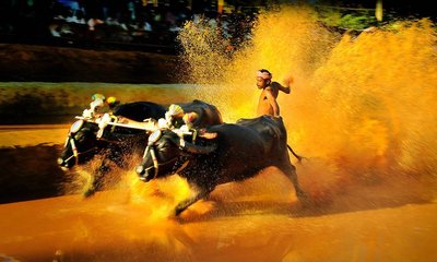 ಕಂಬಳ ಕ್ರೀಡೆಗೆ ರಾಜ್ಯದ ಅಧಿಕೃತ ಮಾನ್ಯತೆ, ಅಸೋಸಿಯೇಷನ್‌ ಸ್ಥಾಪನೆ