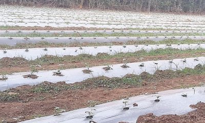 ಶಿರಸಿ ಜಾತ್ರೆಗೆ ದಾಳಿ ಇಡಲಿದೆ ಕಲ್ಲಂಗಡಿ ಹಣ್ಣಿನ ರಾಶಿ
