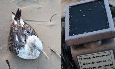 ವಲಸೆ ಬಂದ ಹಕ್ಕಿಯಲ್ಲಿ ಜಿಪಿಎಸ್‌ ಟ್ರ್ಯಾಕರ್‌ ಪತ್ತೆ! ಚೀನಾದ ಗೂಢಚರ್ಯೆ?