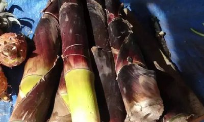 ಕಳಲೆ ಸೇವನೆಯಿಂದ ಆರೋಗ್ಯಕ್ಕೇನು ಲಾಭ?