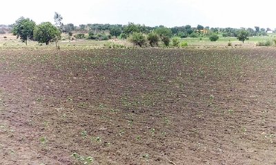 ಒಣಗುತ್ತಿರುವ ಬೆಳೆ, ಅನ್ನದಾತ ಕಂಗಾಲು