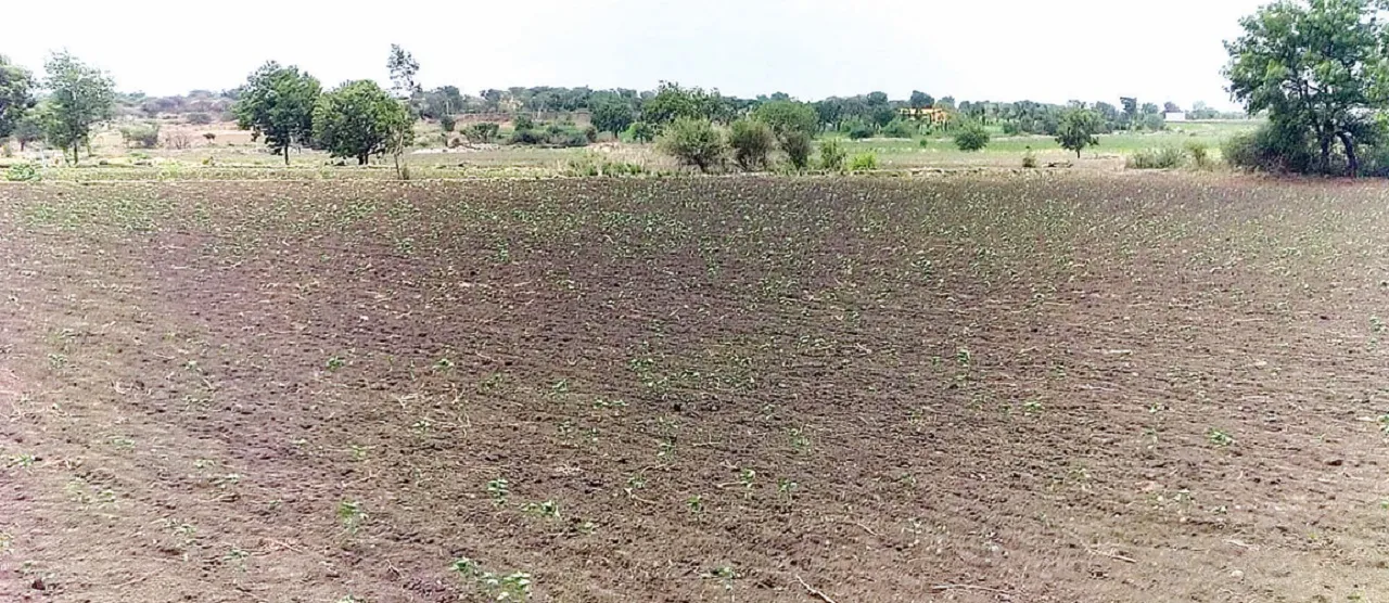 ಒಣಗುತ್ತಿರುವ ಬೆಳೆ, ಅನ್ನದಾತ ಕಂಗಾಲು