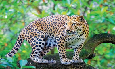 ಚಿರತೆ ದಾಳಿಯಿಂದ ಸಹೋದರ ಸಾವು; ಮೃತ ದೇಹಕ್ಕೆ ರಾಖಿ ಕಟ್ಟಿದ ಸಹೋದರಿ,