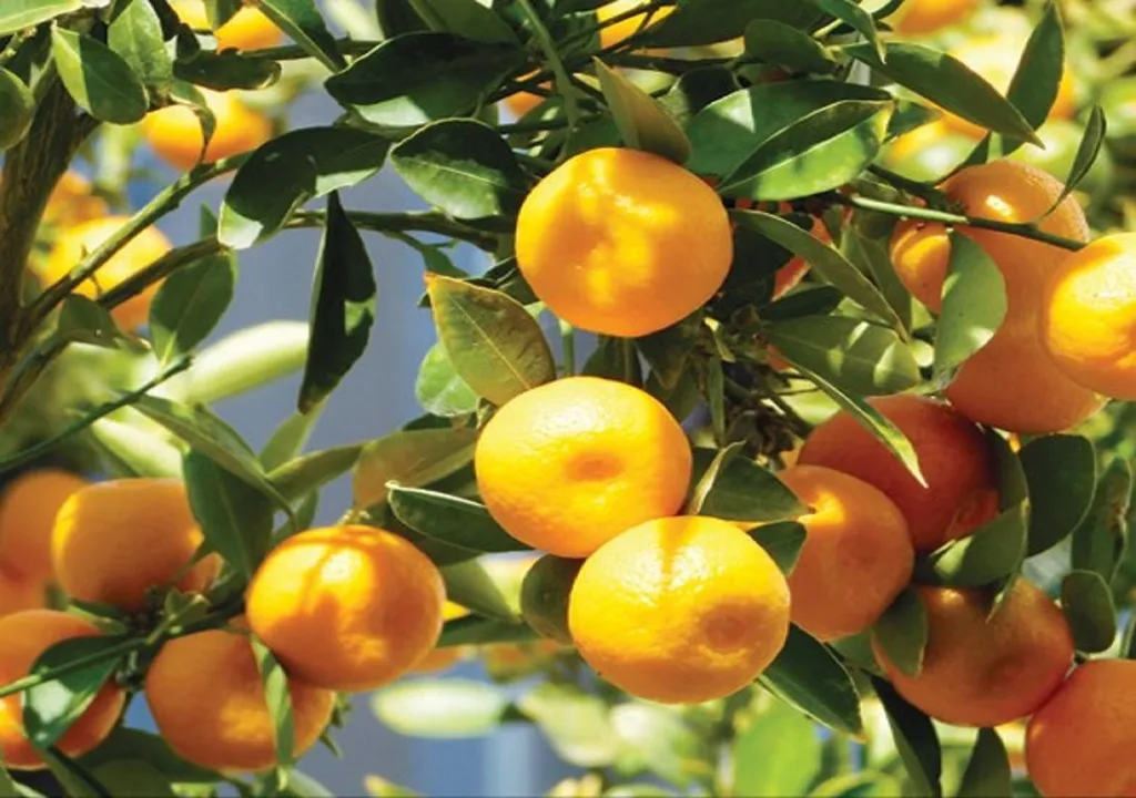 lemon