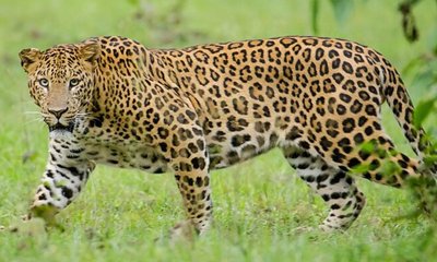 ನಂಜನಗೂಡು ಬಳಿ ಬೈಕ್‌ನಲ್ಲಿ ತೆರಳುತ್ತಿದ್ದ ದಂಪತಿ, ಮಗು ಮೇಲೆ ಚಿರತೆ ದಾಳಿ