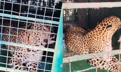 ಕೊರಟಗೆರೆಯಲ್ಲಿ ಬೋನಿಗೆ ಬಿದ್ದ ಚಿರತೆ; ನಿಟ್ಟುಸಿರು ಬಿಟ್ಟ ಜನ