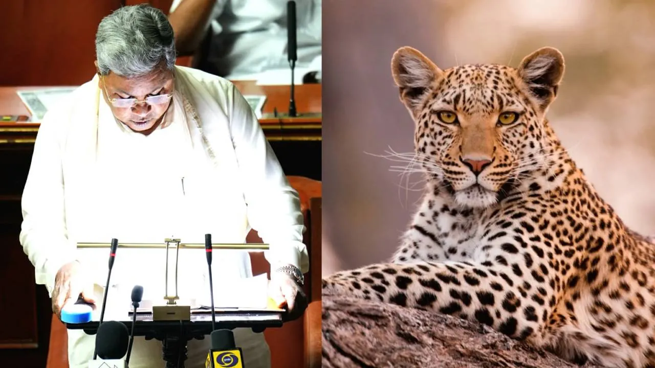 Karnataka Budget 2026: ಬನ್ನೇರುಘಟ್ಟದಲ್ಲಿ ಐದು ಕೋಟಿ ರೂ. ವೆಚ್ಚದಲ್ಲಿ ಚಿರತೆ ಪುನರ್ವಸತಿ ಕೇಂದ್ರ