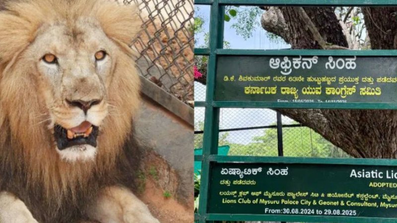 lion