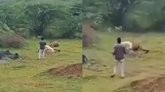 ಅಬ್ಬಾ...ಸಿಂಹಕ್ಕೆ ಫುಲ್‌ ಮೀಲ್ಸ್‌ ಆಗ್ತಿದ್ನಲ್ಲಾ ಈ ಭೂಪ!